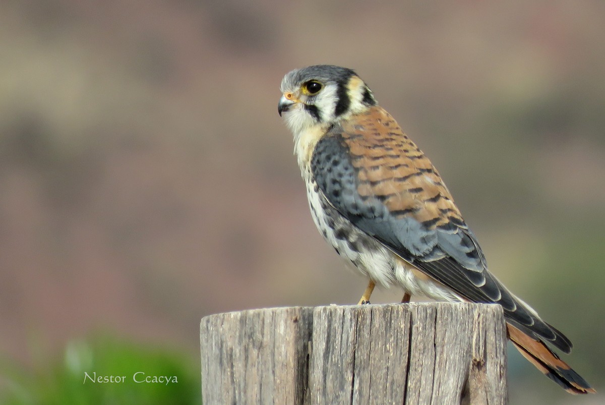 American Kestrel - Nestor Ccacya Baca