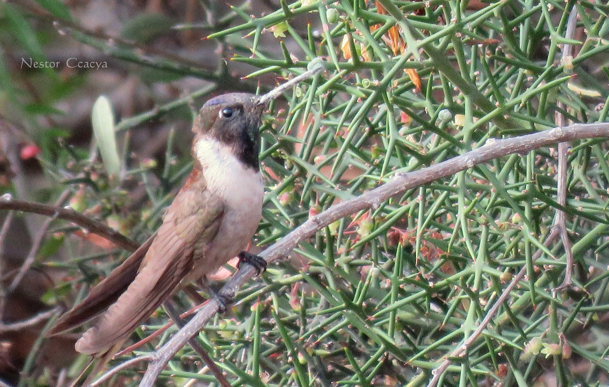 kolibřík výšinový - ML35341681