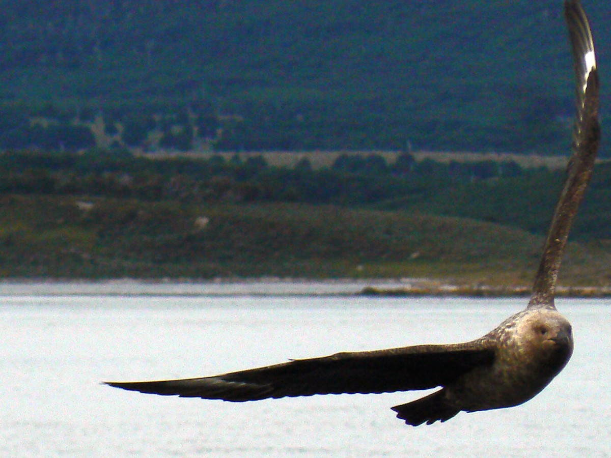 Brown Skua - José Herrera Rodríguez