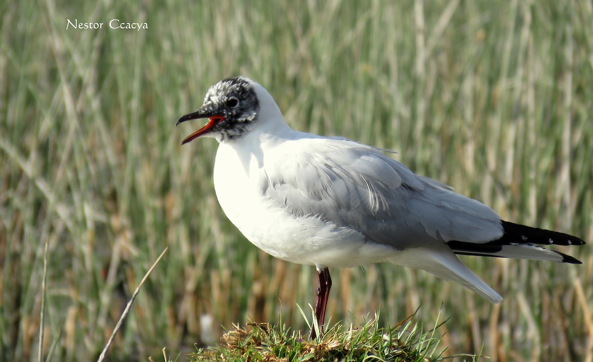 Mouette des Andes - ML35341791