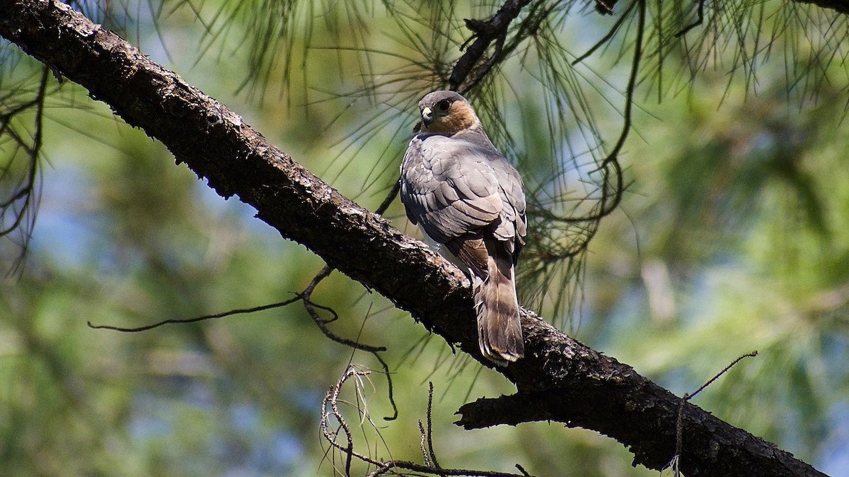 Sharp-shinned Hawk (Caribbean) - Roberto Jovel
