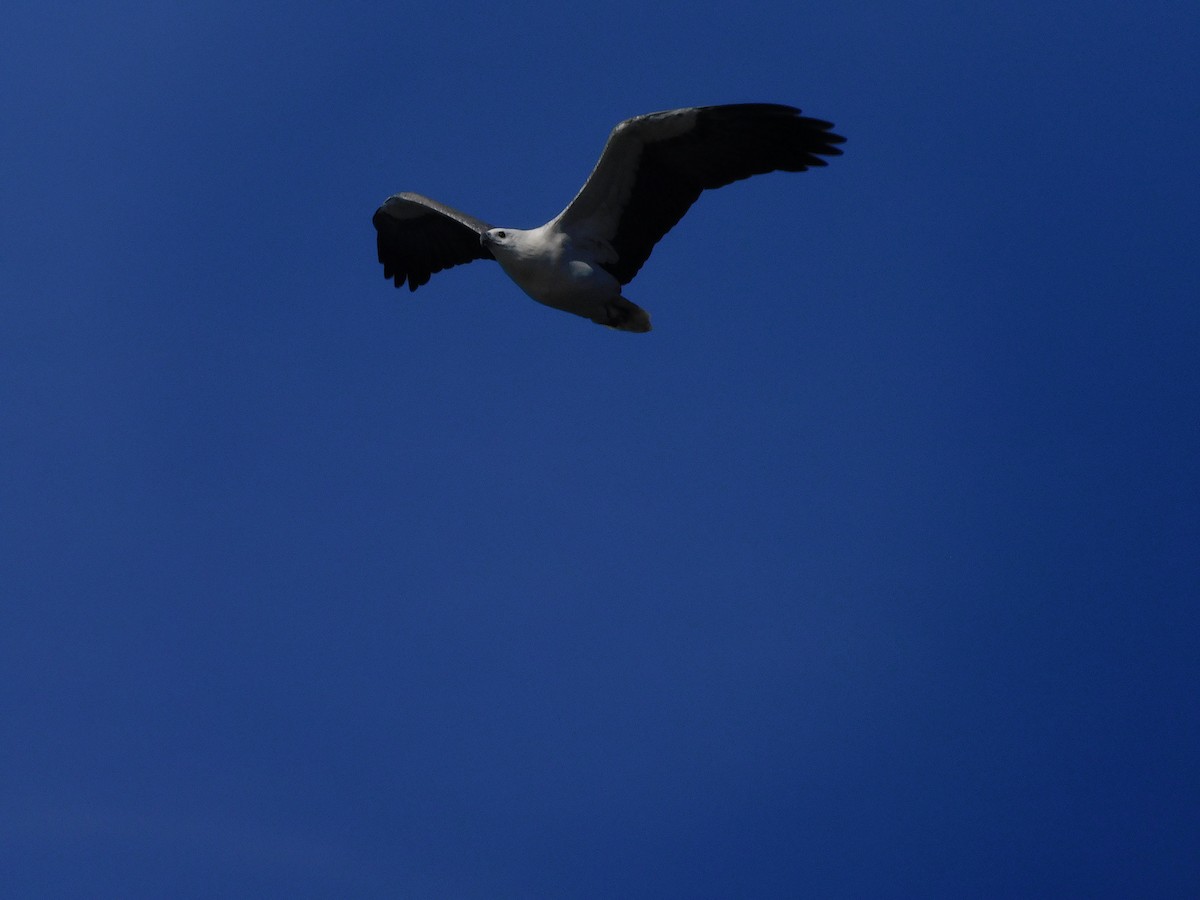 White-bellied Sea-Eagle - ML353418911