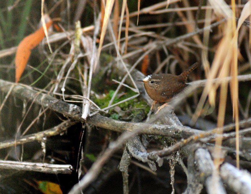 Pacific Wren (pacificus Group) - ML35341961