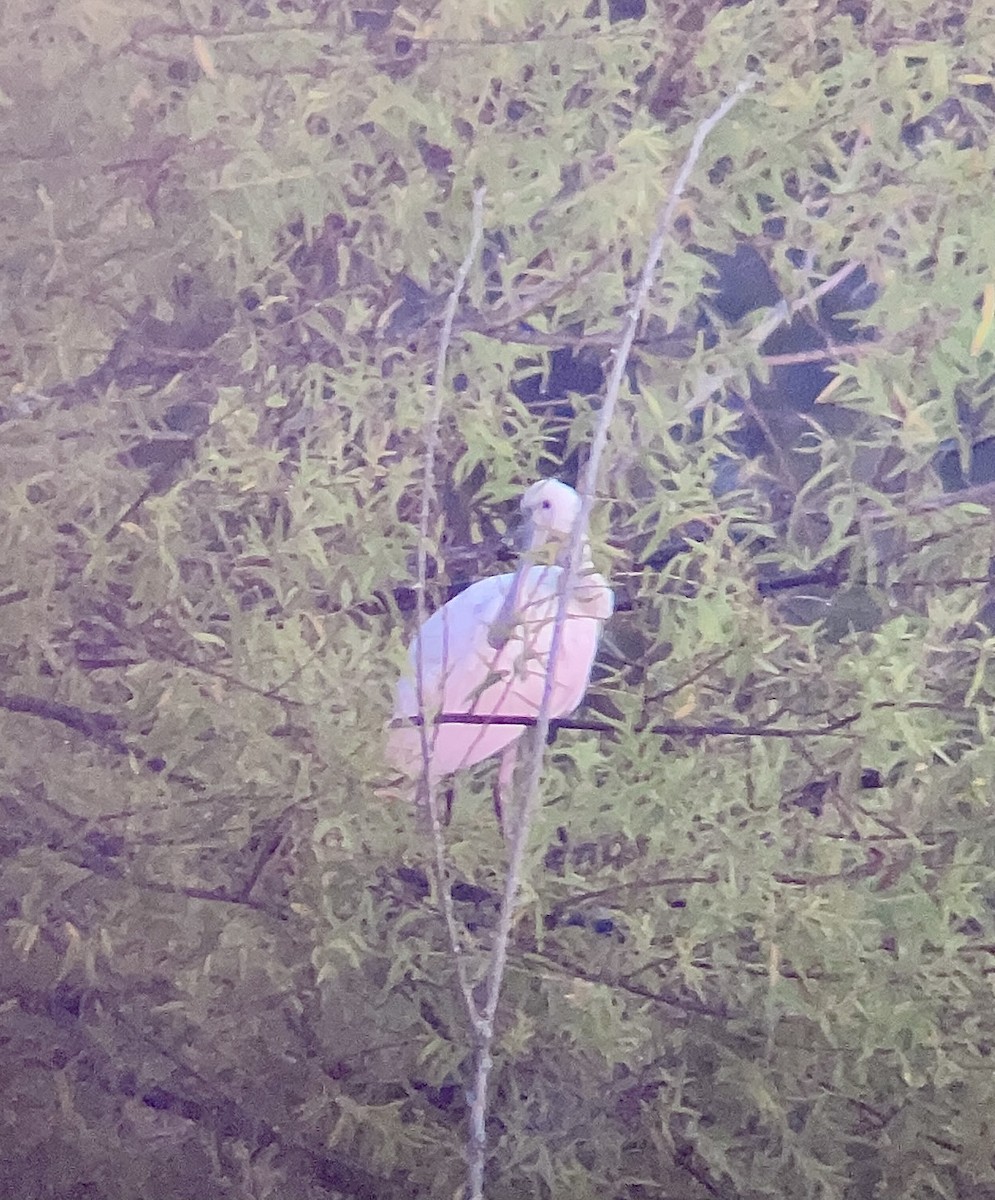 Roseate Spoonbill - ML353419681