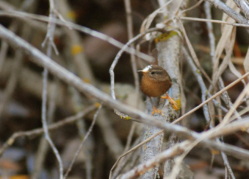 Pacific Wren (pacificus Group) - ML35341971