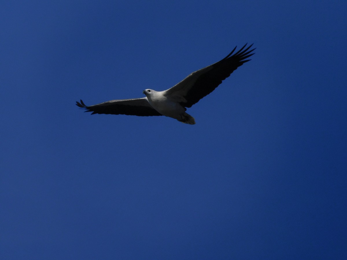 White-bellied Sea-Eagle - ML353419731