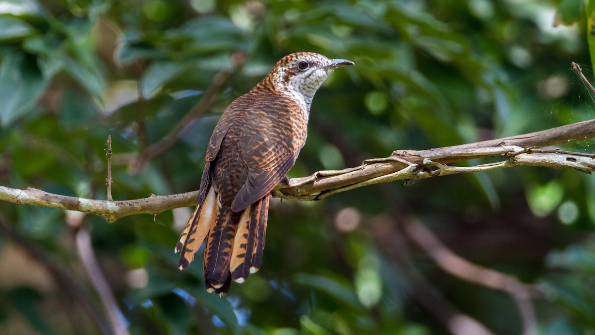 Banded Bay Cuckoo - ML353421301