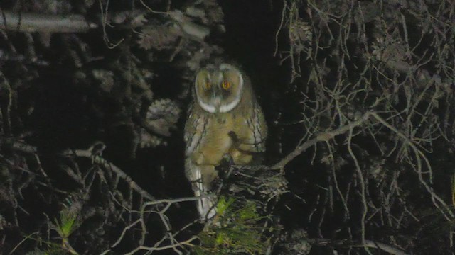 Long-eared Owl - ML353422601