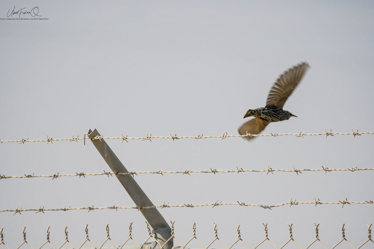 European Starling - ML353424101