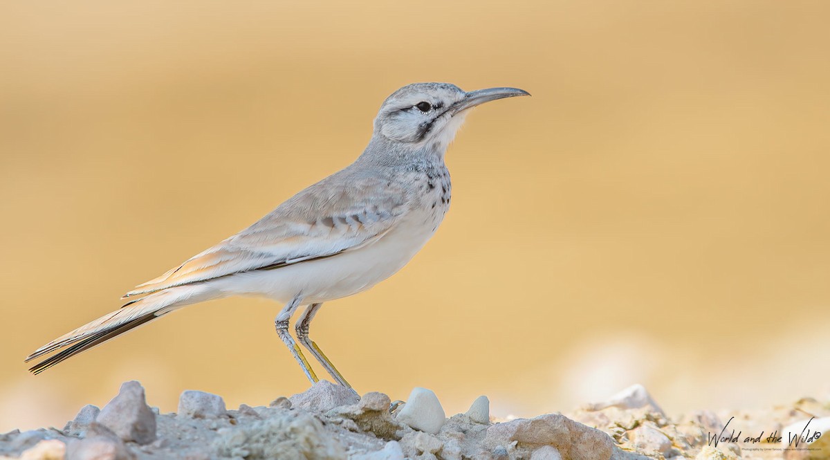 Greater Hoopoe-Lark - ML353424541