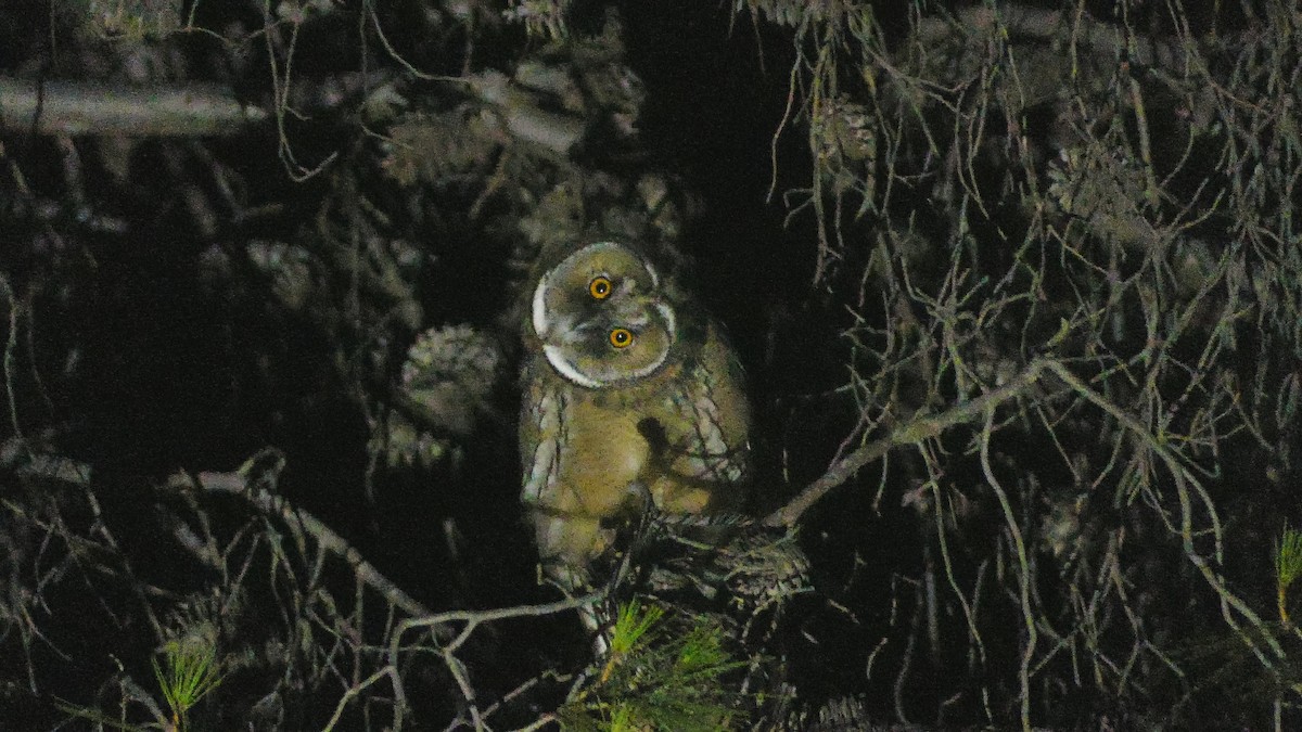 Long-eared Owl - ML353425261