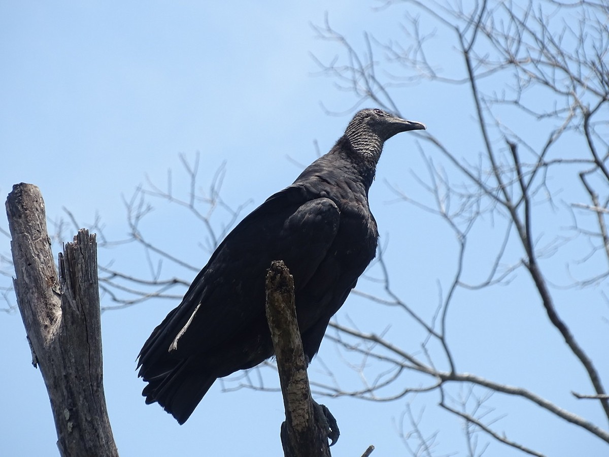 Black Vulture - ML353425891