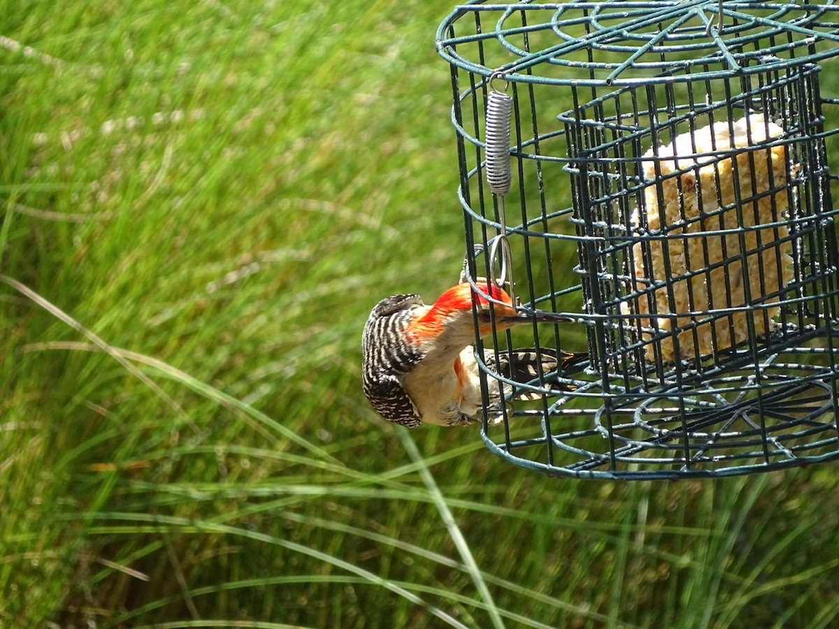 Red-bellied Woodpecker - Fleeta Chauvigne