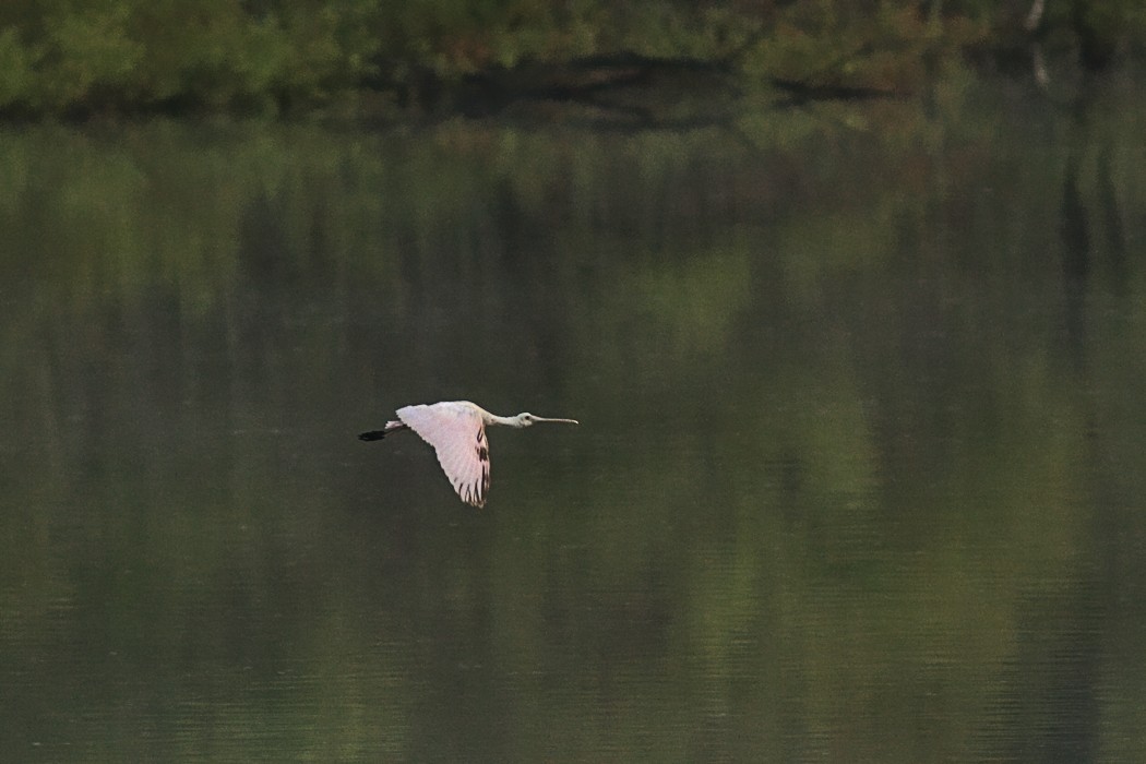 Roseate Spoonbill - ML353426041
