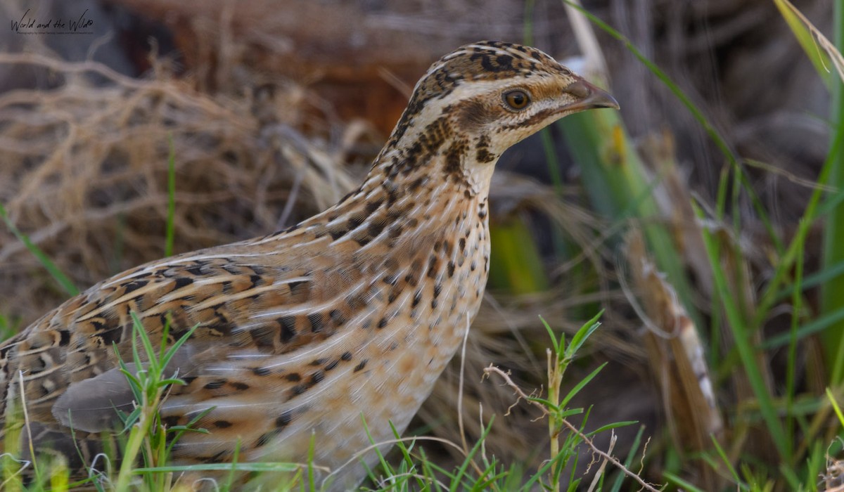 Common Quail - ML353426411