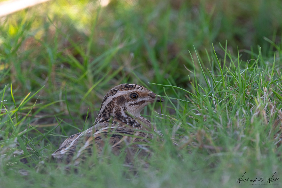 Common Quail - ML353426431