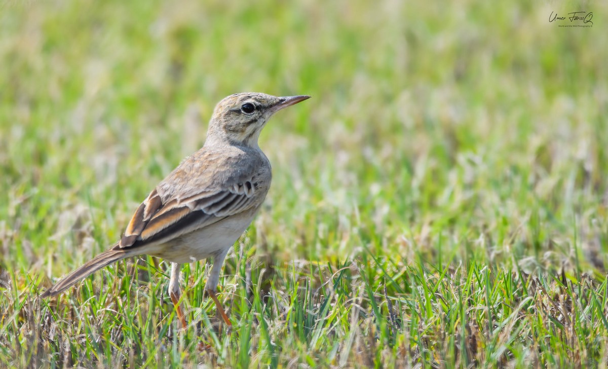 Tawny Pipit - ML353426521