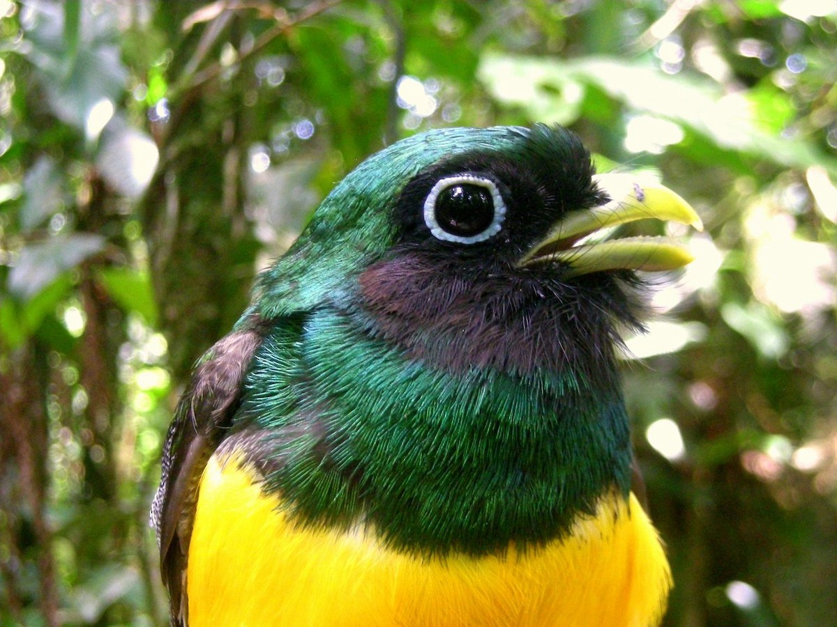 Northern Black-throated Trogon - ML35342911