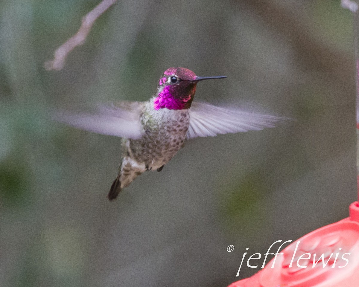 Anna's Hummingbird - ML353429371