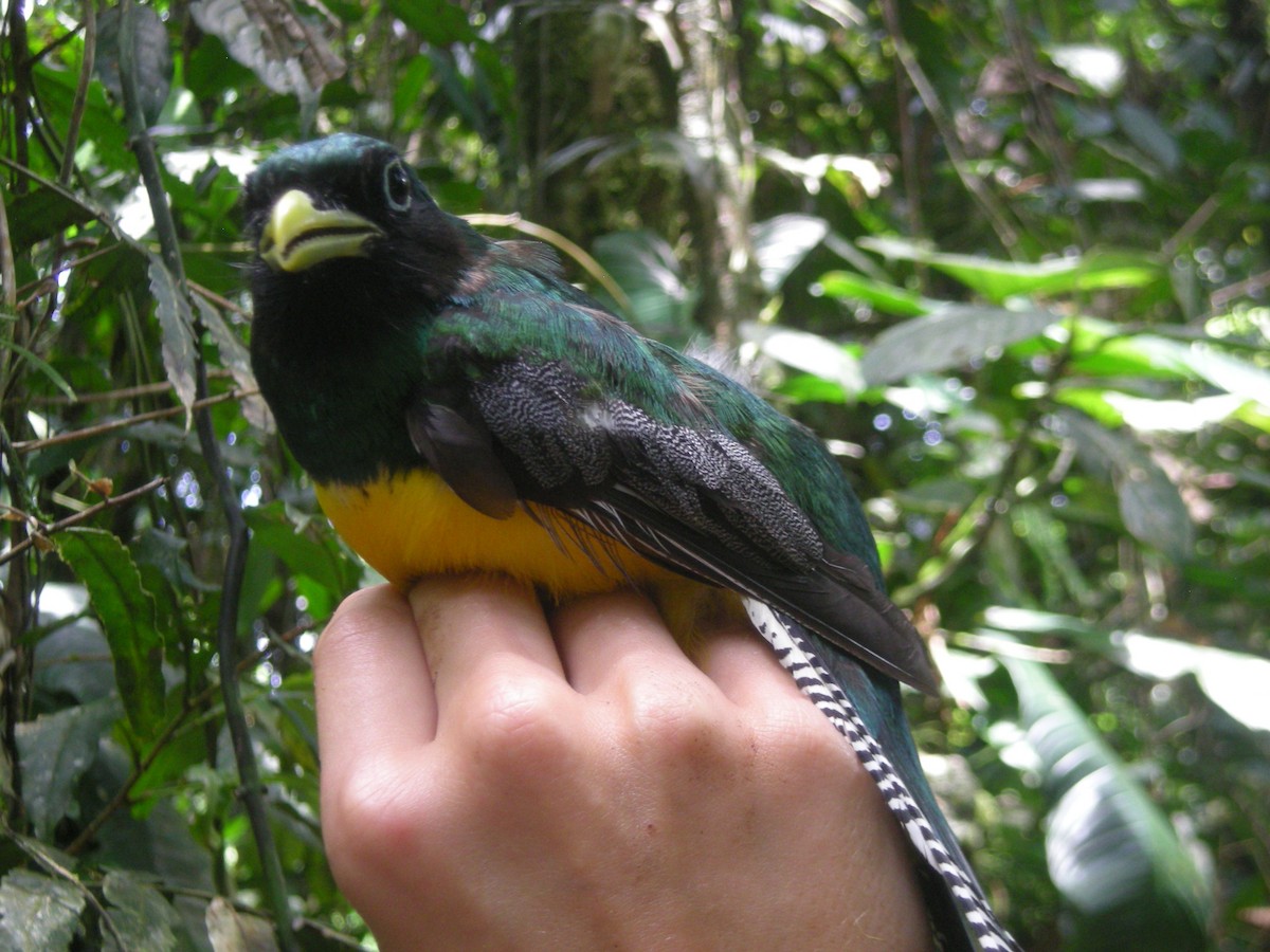 Northern Black-throated Trogon - ML35343001