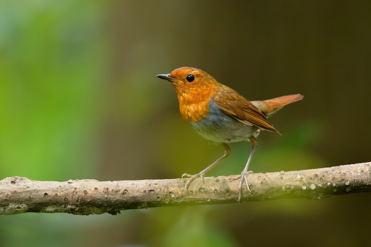 Izu Robin - Ayuwat Jearwattanakanok