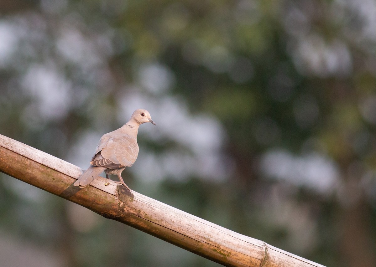 Eurasian Collared-Dove - Zaber Ansary -BirdingBD Tours