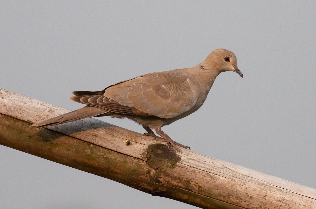 Eurasian Collared-Dove - ML353430271