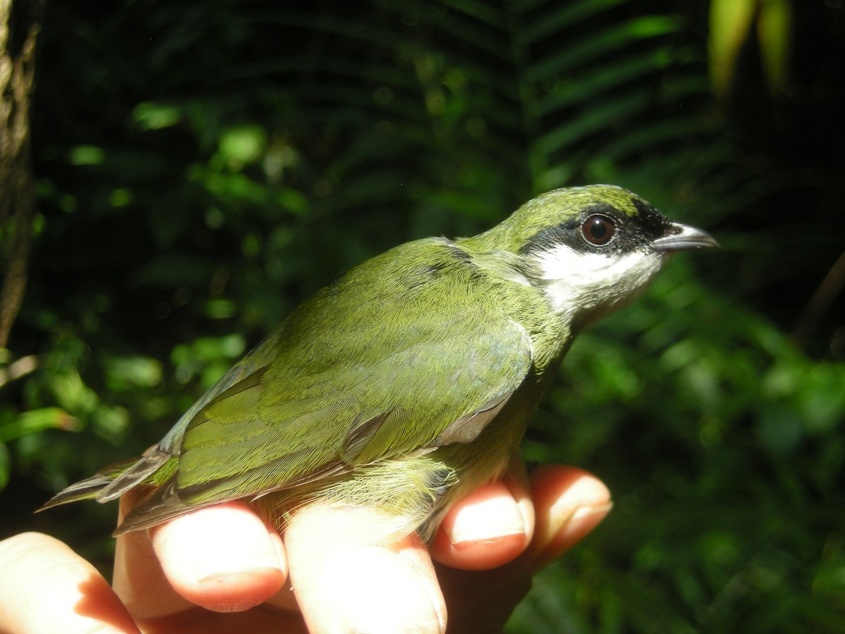 White-ruffed Manakin - ML35343171