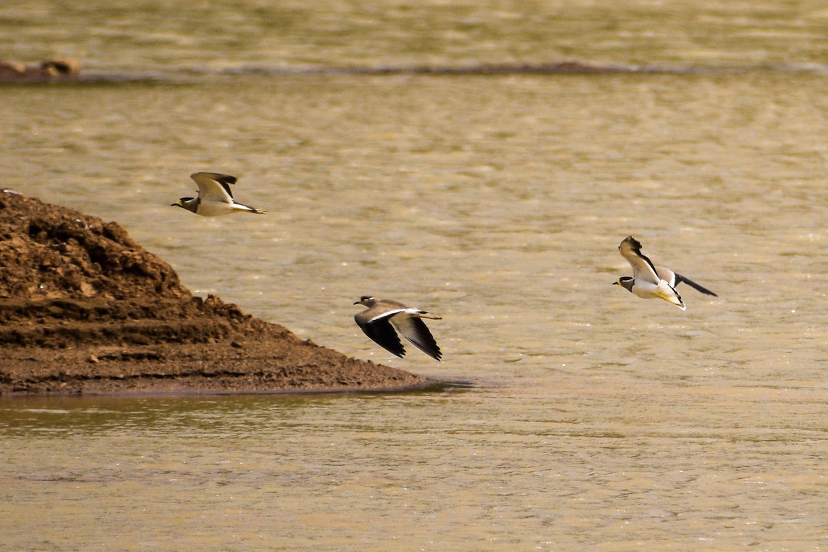 Yellow-wattled Lapwing - Prem swaroop Kolluru