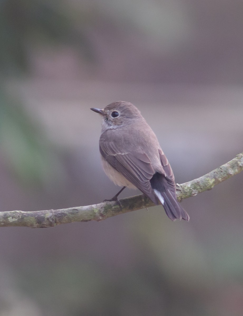 Taigako euli-txoria - ML353432181