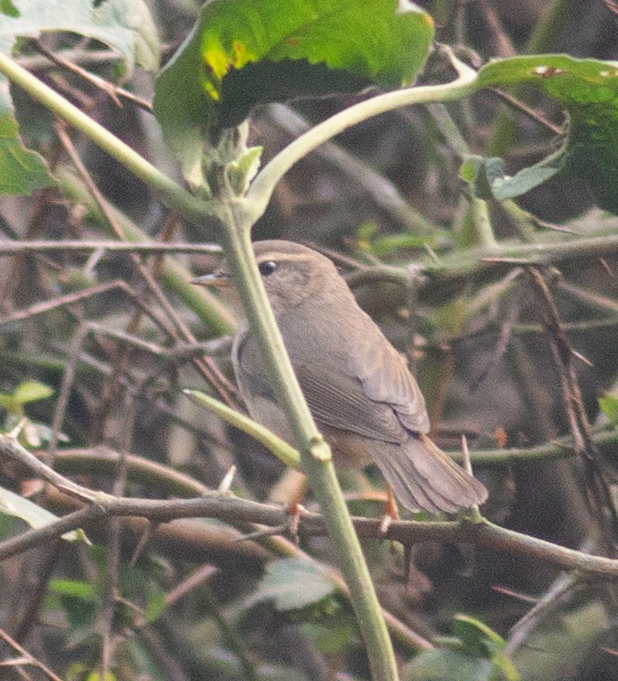 Txio arrea - ML353432231