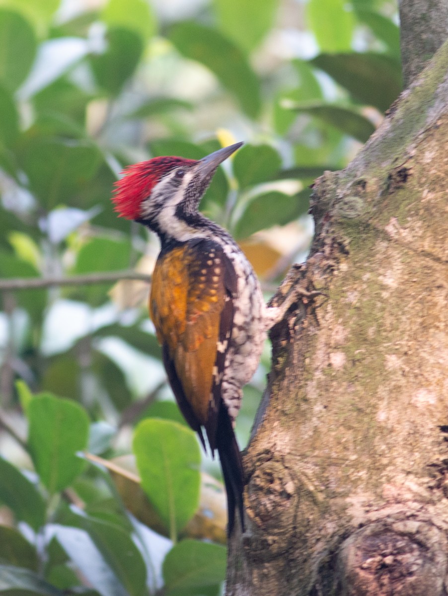 Black-rumped Flameback - ML353432401