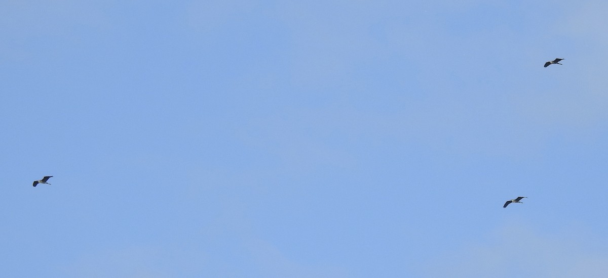 Большая голубая цапля - ML353432501