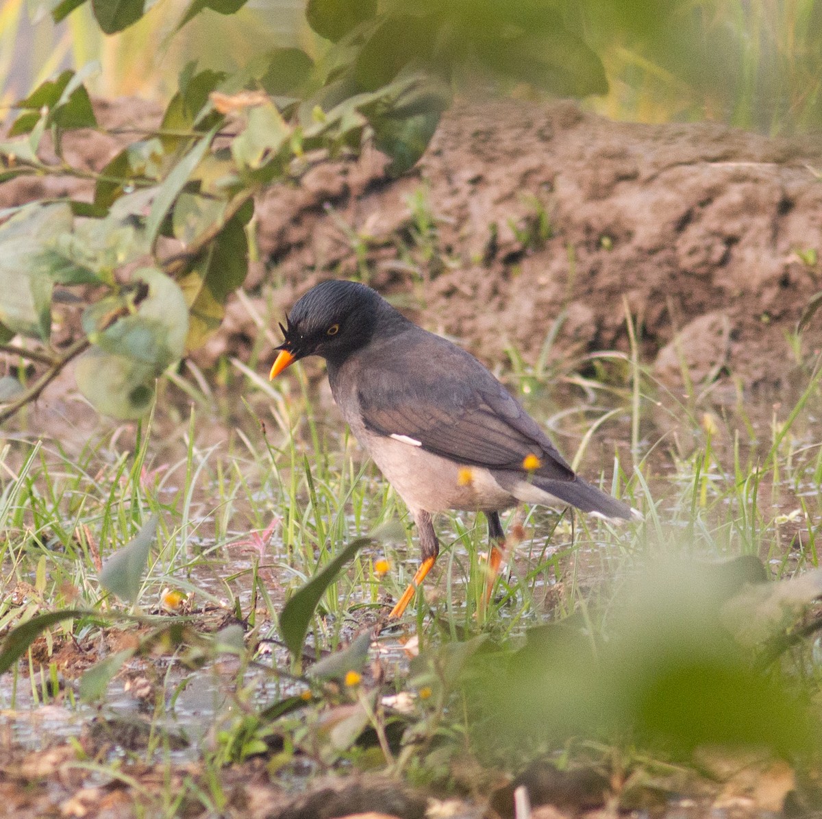 Jungle Myna - ML353432871