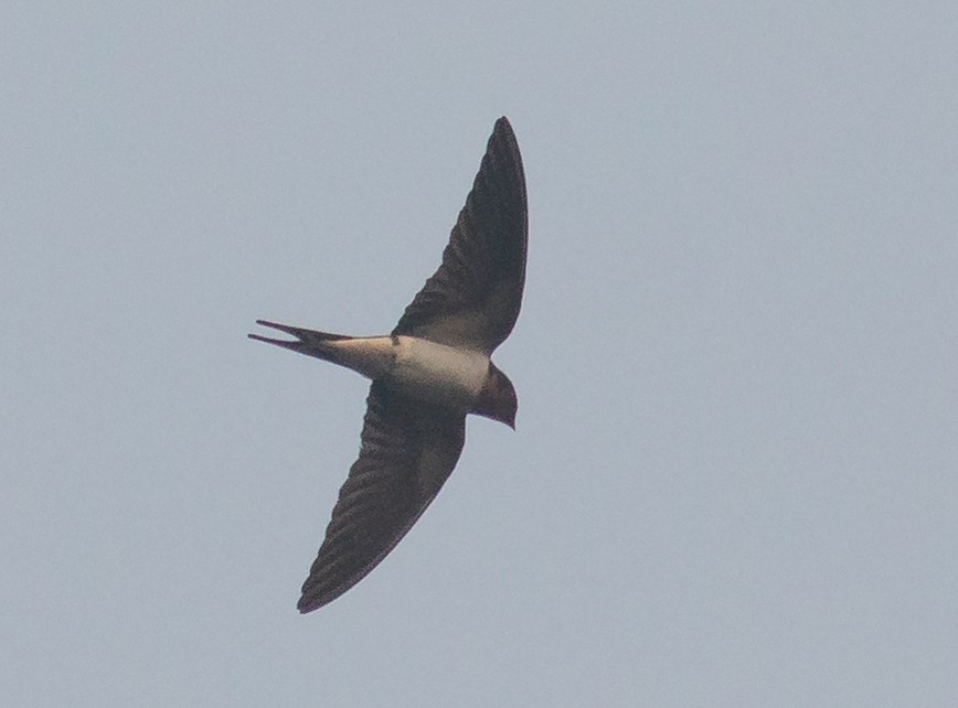 Enara arrunta - ML353433191