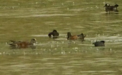 American Wigeon - Rob Worona