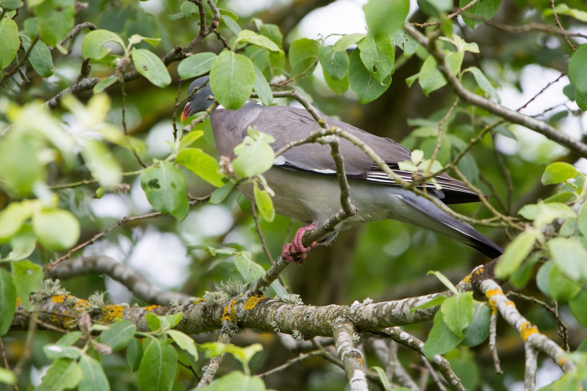 Common Wood-Pigeon - ML353438001