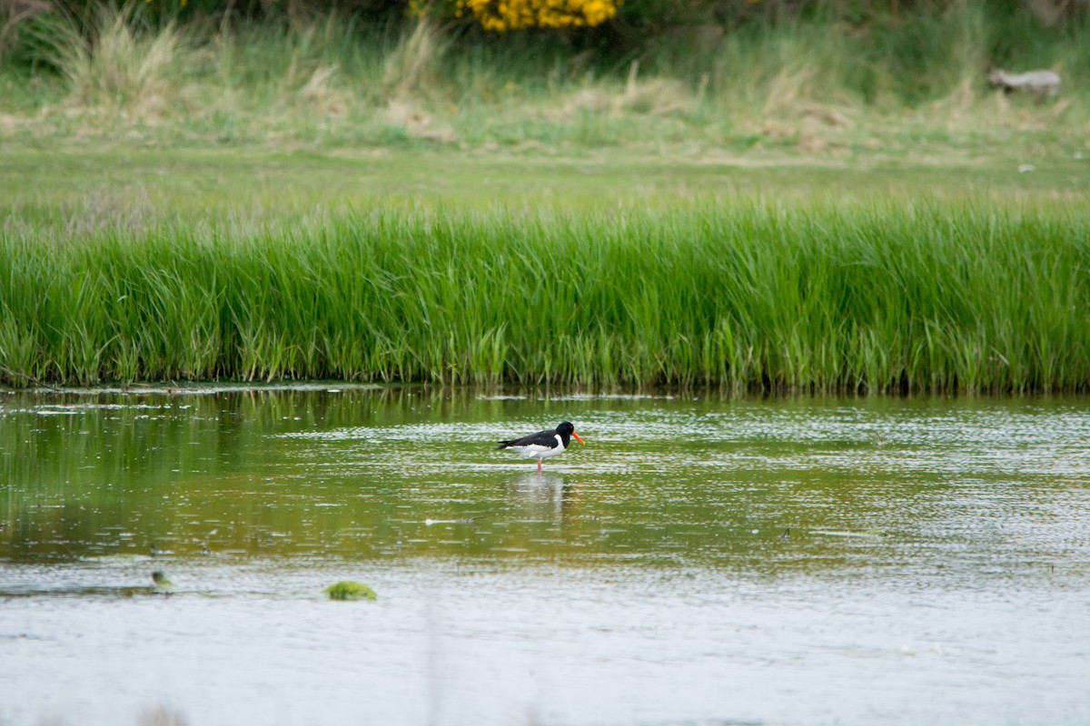 Eurasian Oystercatcher - ML353438121