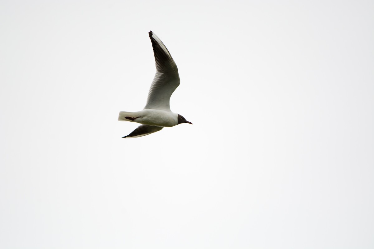 Black-headed Gull - ML353438161
