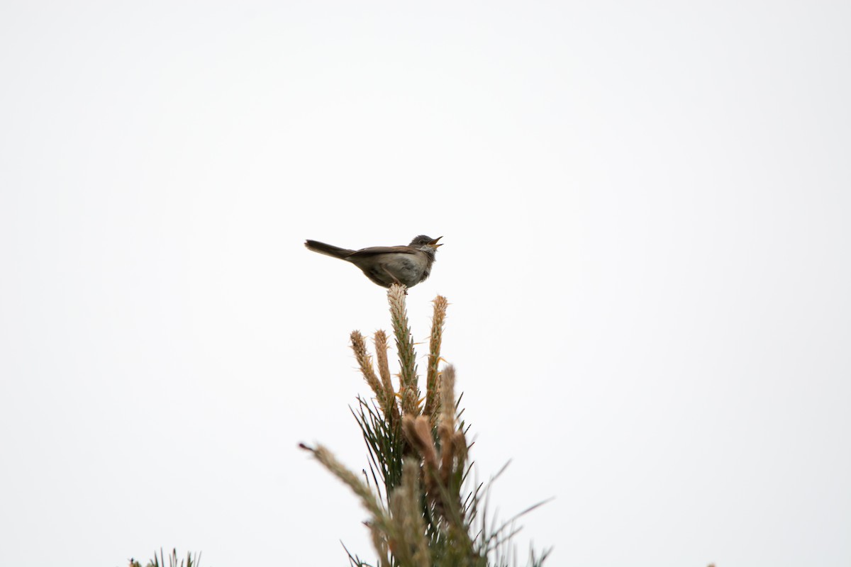 Greater Whitethroat - ML353438241