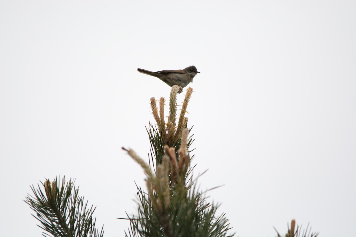 Greater Whitethroat - ML353438251