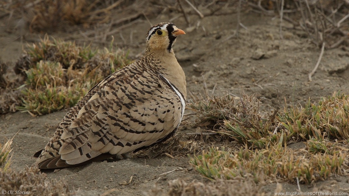 Black-faced Sandgrouse - ML353438401