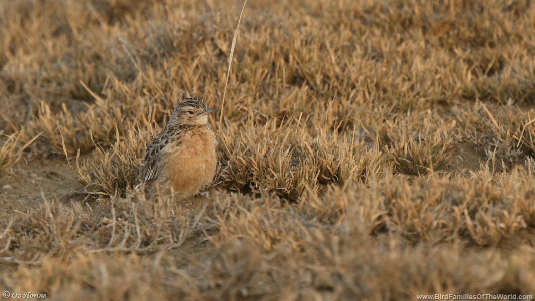 Spike-heeled Lark (Beesley's) - ML353438431