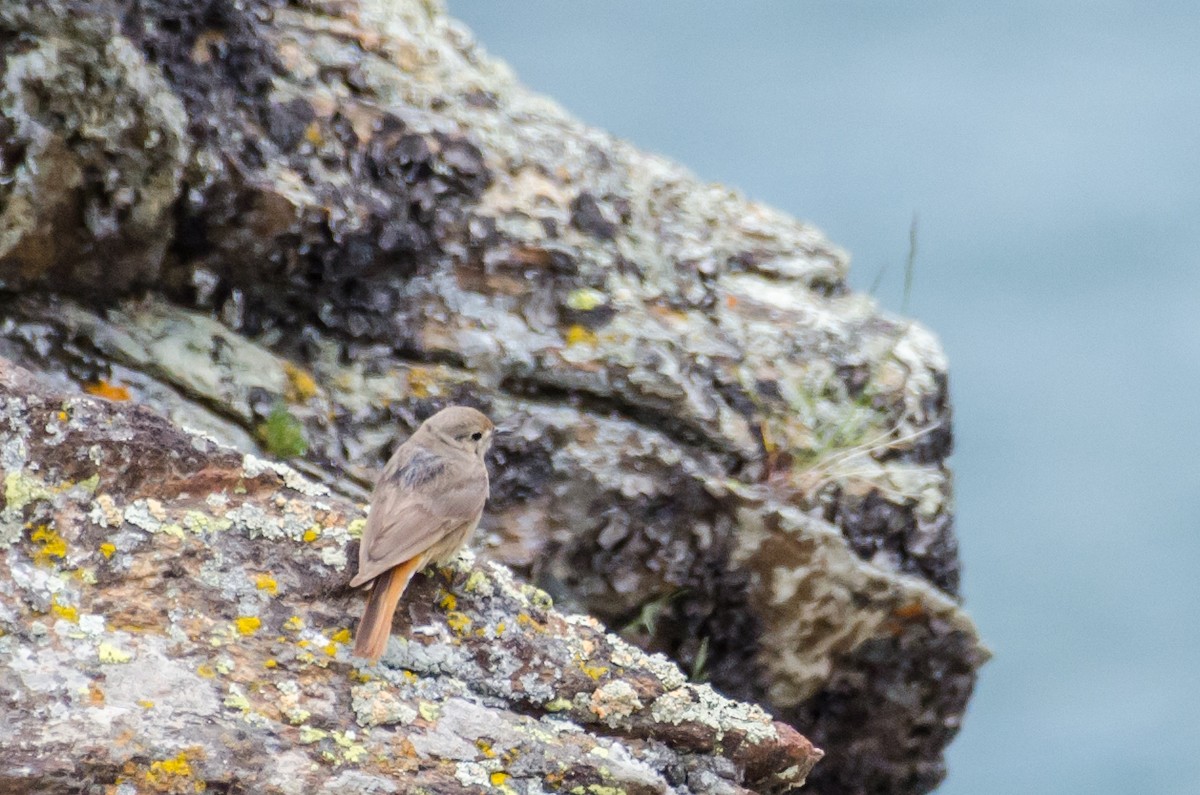 Black Redstart - ML353438501