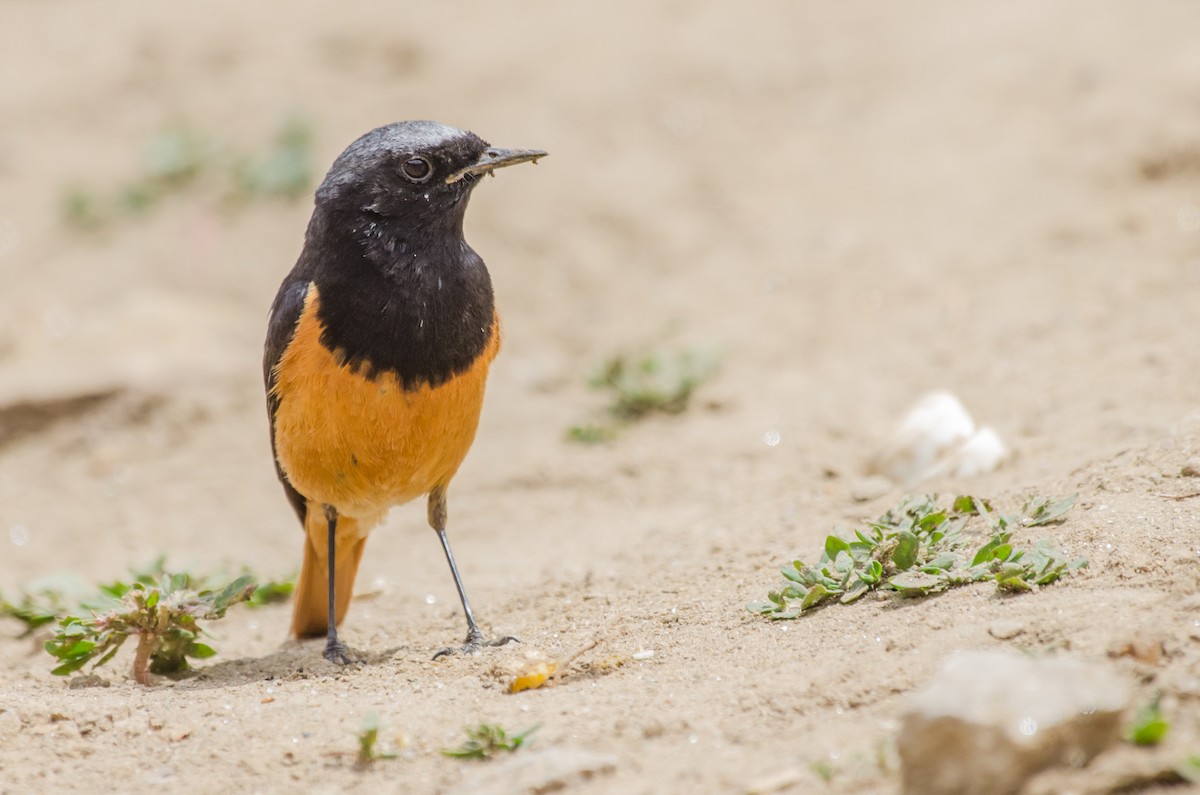 Black Redstart - ML353438511