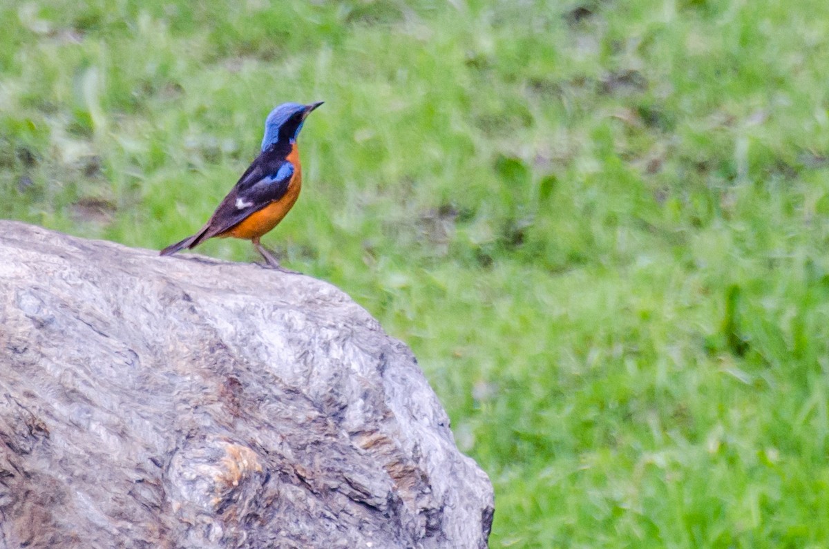 Blue-capped Rock-Thrush - ML353438531