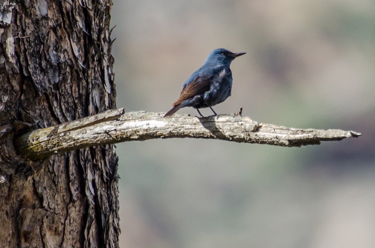 Blue Rock-Thrush - ML353438641