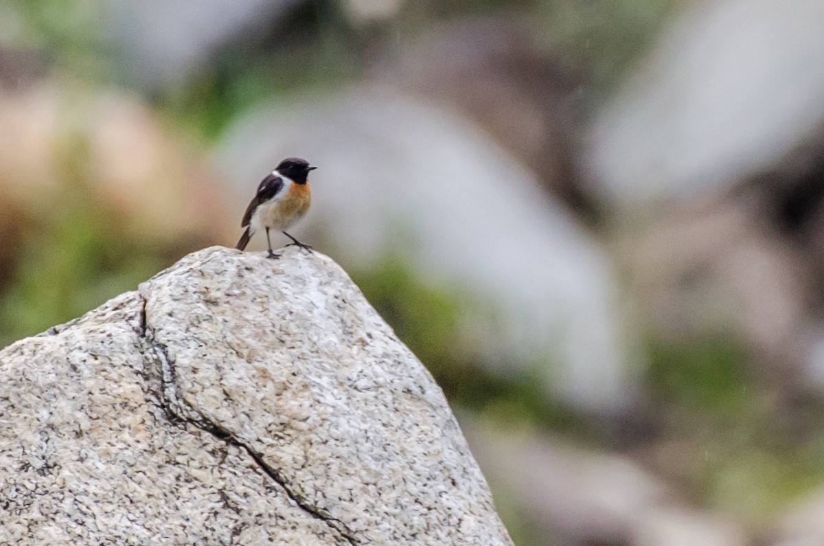 Siberian Stonechat - ML353438701