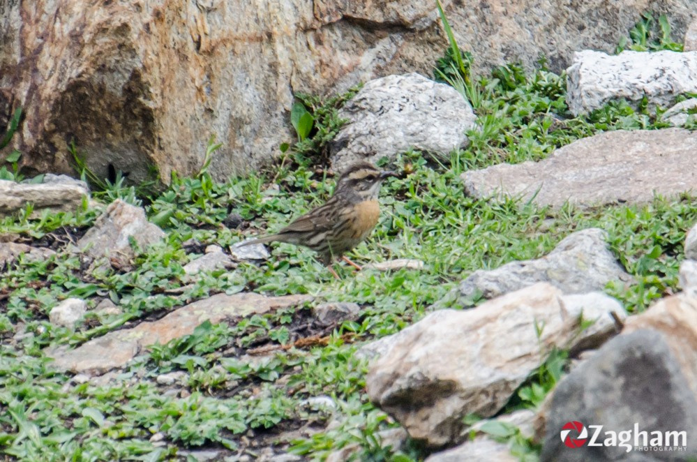 Rufous-breasted Accentor - ML353438851