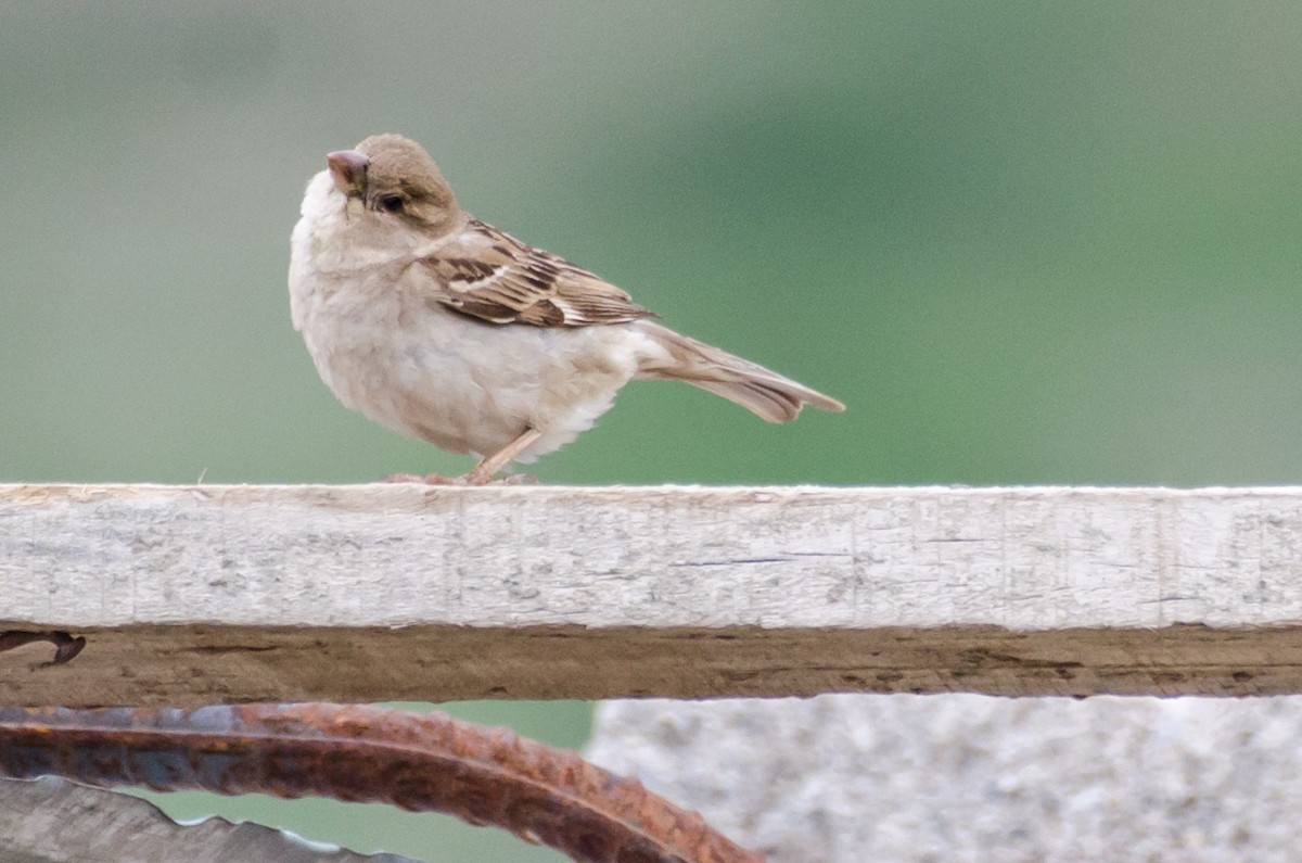 Moineau domestique - ML353438911